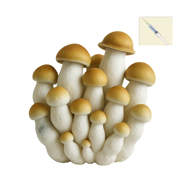 Psilocybe Cubensis Marshmallow Spores Syringes